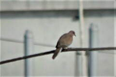 Streptopelia senegalensis