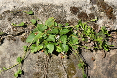 Viola