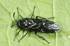 Arge berberidis