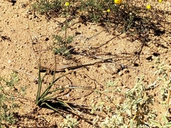 Meroles suborbitalis