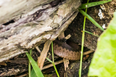 Vipera berus