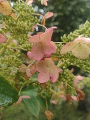 Hydrangea paniculata