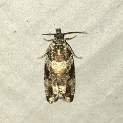 Olethreutes fasciatana