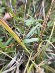 Carex aurea