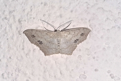 Scopula phyxelis