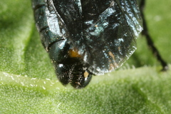 Arge berberidis