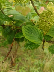 Hydrangea paniculata