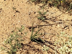 Meroles suborbitalis