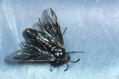 Arge berberidis