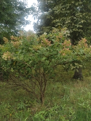 Hydrangea paniculata