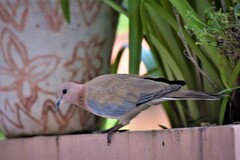 Streptopelia senegalensis
