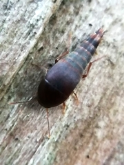 Sepedophilus