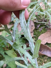 Helichrysum luteoalbum