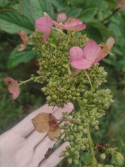 Hydrangea paniculata