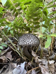Strobilomyces confusus