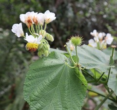 Sparrmannia africana