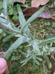 Helichrysum luteoalbum