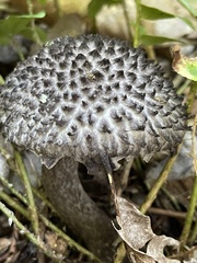 Strobilomyces confusus