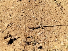 Meroles suborbitalis