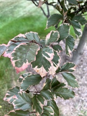 Fagus