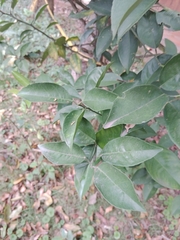 Magnoliopsida