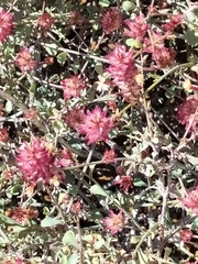 Dyerophytum africanum
