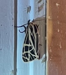 Apantesis parthenice