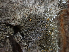 Phaeophyscia