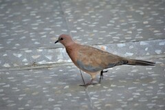 Streptopelia senegalensis