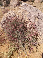 Dyerophytum africanum