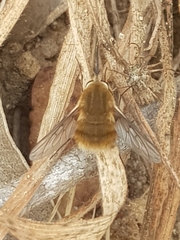 Bombylius minor