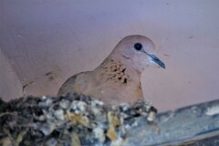 Streptopelia senegalensis