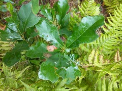 Quercus ilicifolia