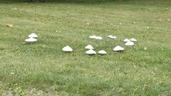 Saproamanita thiersii