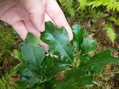 Quercus ilicifolia