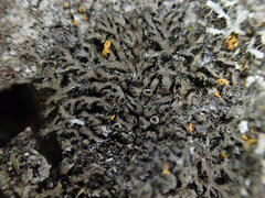 Phaeophyscia