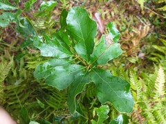 Quercus ilicifolia