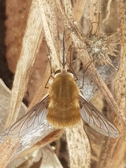 Bombylius minor