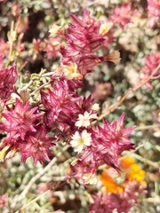 Dyerophytum africanum