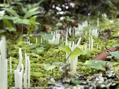 Clavaria fragilis