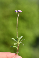 Androsace lanuginosa