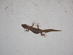 Afrogecko porphyreus