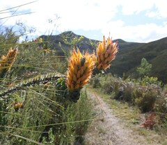 Mimetes pauciflorus
