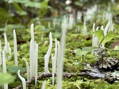 Clavaria fragilis
