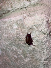 Phyllophaga