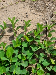 Alysicarpus vaginalis