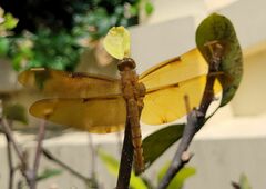 Neurothemis fulvia