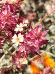 Dyerophytum africanum