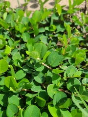 Alysicarpus vaginalis