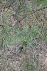 Pinus ponderosa